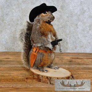 Cowboy Squirrel Novelty Taxidermy Mount Taxidermy