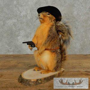 Cowboy Fox Squirrel Novelty Taxidermy Mount Taxidermy