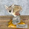 Coyote Shoulder Taxidermy Pedestal Mount For Sale