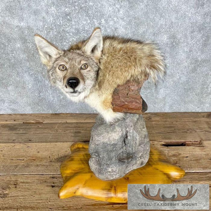 Coyote Shoulder Taxidermy Pedestal Mount For Sale
