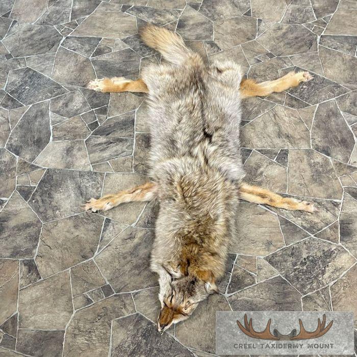 Coyote Tanned Hide Taxidermy For Sale