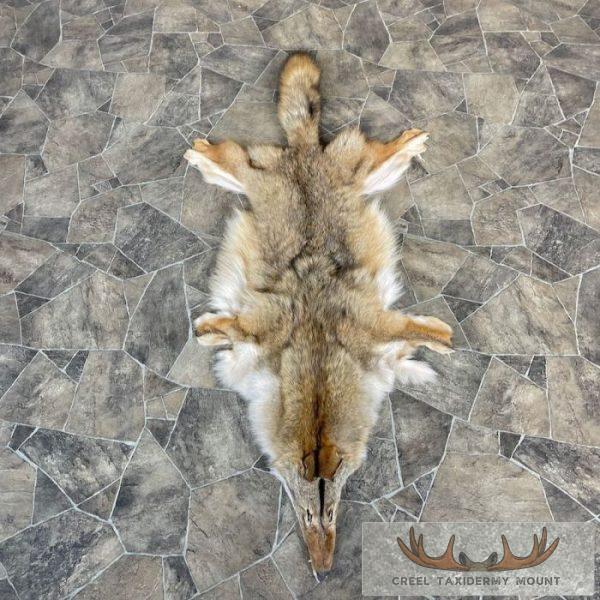 Coyote Tanned Hide Taxidermy For Sale