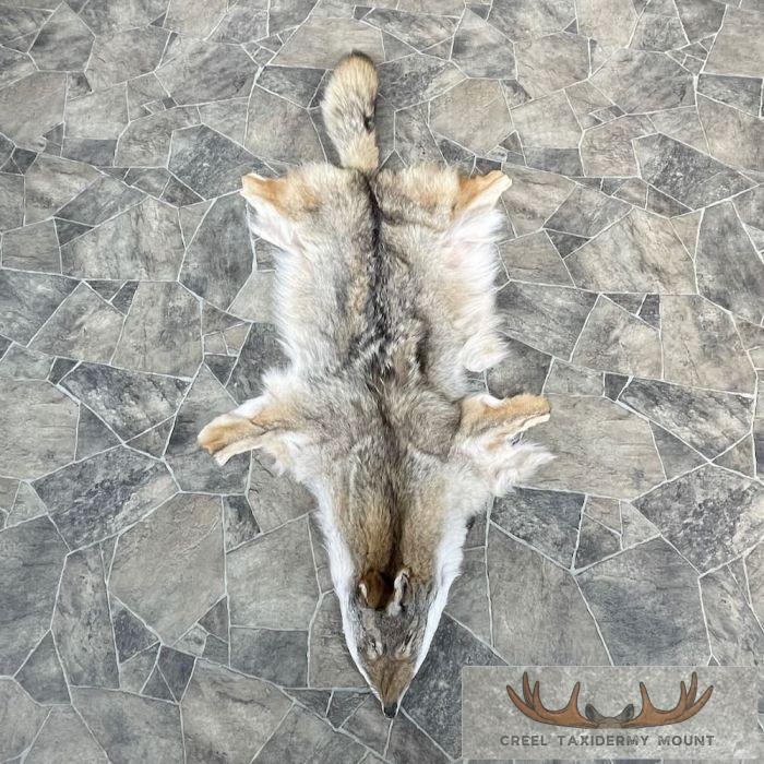 Coyote Tanned Hide Taxidermy For Sale