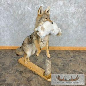 Coyote With Snowshoe Hare Life-Size Taxidermy Mount Taxidermy