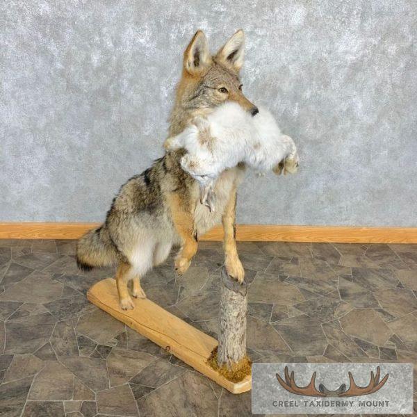 Coyote With Snowshoe Hare Life-Size Taxidermy Mount For Sale
