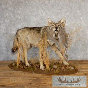 Coyote With Squirrel Life-Size Taxidermy Mount Taxidermy