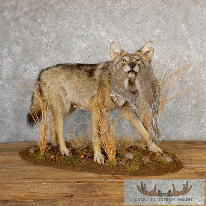Coyote With Squirrel Life-Size Taxidermy Mount For Sale