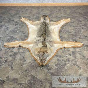 Coywolf Full Rug Taxidermy Mount Taxidermy