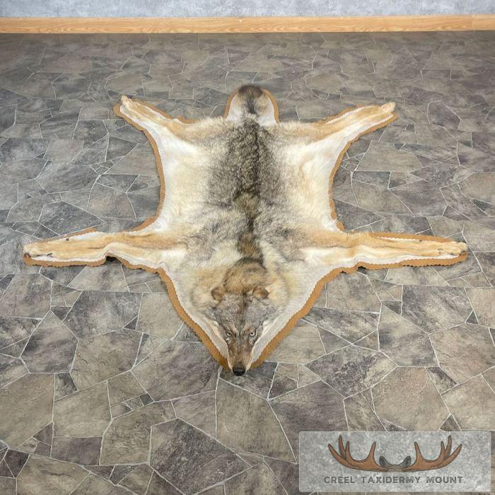 Coywolf Full Rug Taxidermy Mount For Sale