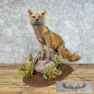 Cross Fox Life-Size Taxidermy Mount Taxidermy