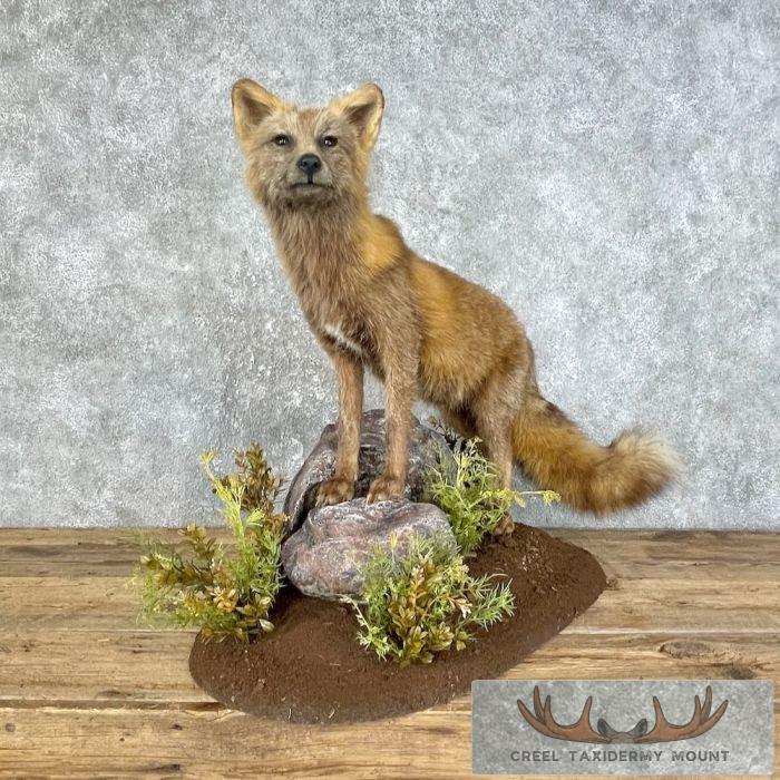 Cross Fox Life-Size Taxidermy Mount For Sale