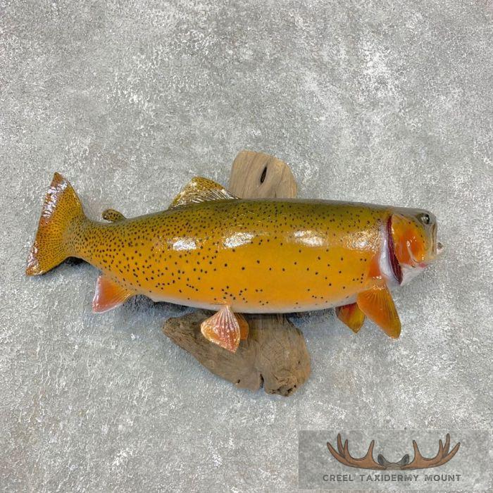 23" Cutthroat Trout Taxidermy Fish Mount For Sale