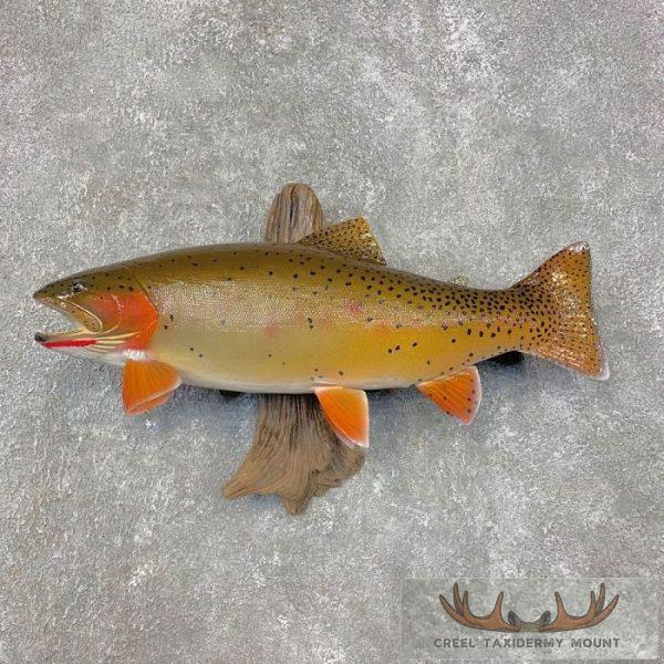 20.5" Cutthroat Trout Taxidermy Fish Mount For Sale