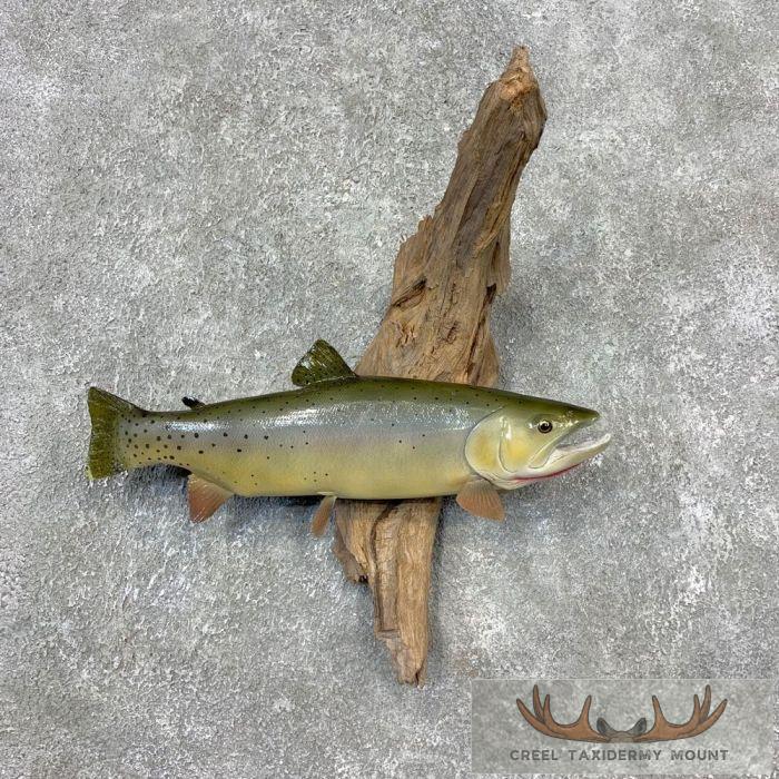16" Reproduction Cutthroat Trout Taxidermy Fish Mount For Sale