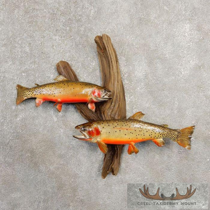 Cutthroat Trout Taxidermy Fish Mount Scene For Sale