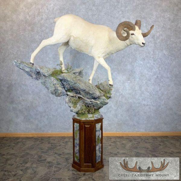 Dall Sheep Ram Life-Size Taxidermy Mount For Sale