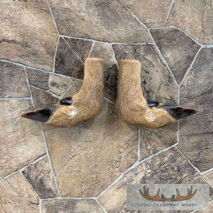Deer Hoof Craft Pack Taxidermy