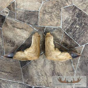 Deer Hoof Craft Pack Taxidermy