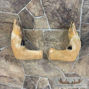 Deer Hoof Craft Pack Taxidermy