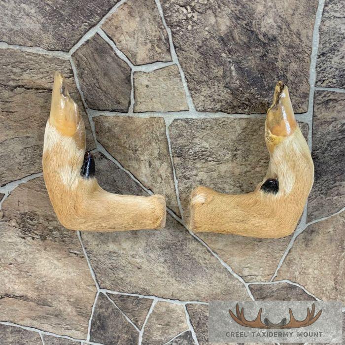Deer Hoof Craft Pack For Sale
