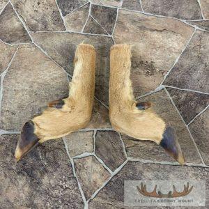 Deer Hoof Craft Pack Taxidermy