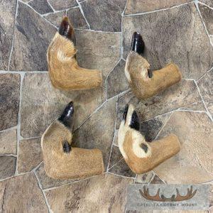 Deer Hoof Craft Pack Taxidermy
