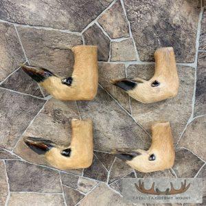 Deer Hoof Craft Pack Taxidermy