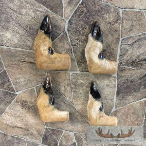 Deer Hoof Craft Pack Taxidermy