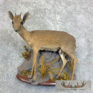 Dik-Dik Taxidermy Life-Size Mount Taxidermy