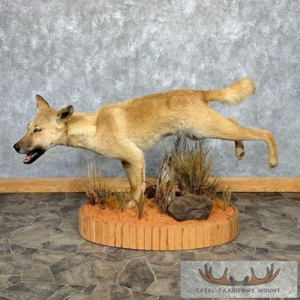 Dingo Life-Size Taxidermy Mount For Sale