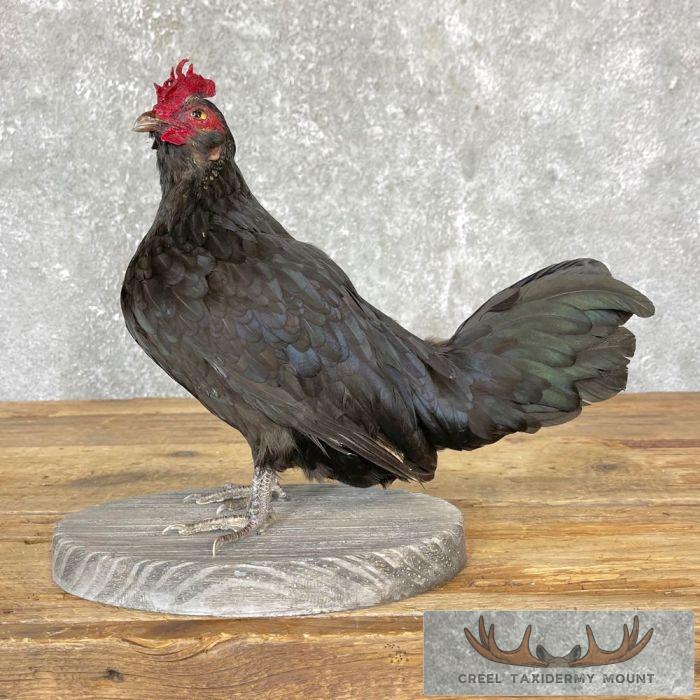 Domestic Chicken Taxidermy Mount For Sale