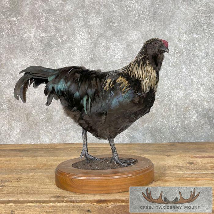 Domestic Chicken Taxidermy Mount For Sale