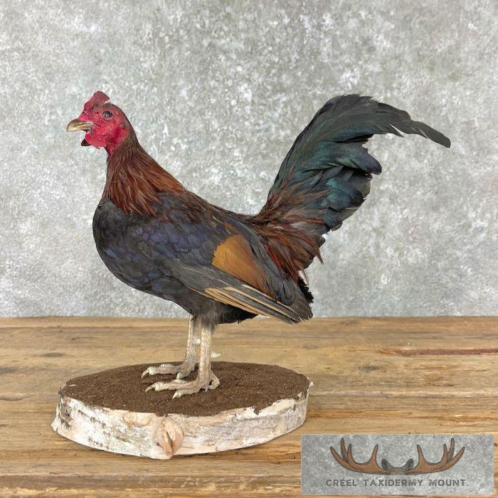 Domestic Chicken Taxidermy Mount For Sale