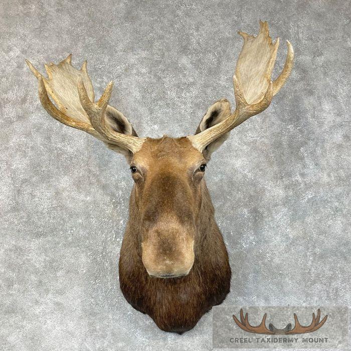 Eastern Canada/Maine Moose Shoulder Taxidermy Mount For Sale