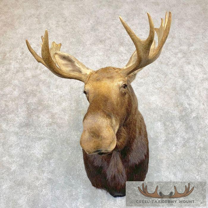 Eastern Canada/Maine Moose Shoulder Taxidermy Mount For Sale