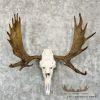 Eastern Canadian Moose Skull European Taxidermy For Sale