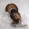 Merriam's Turkey Taxidermy Bird Mount For Sale