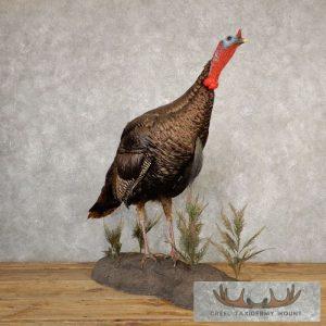 Eastern Turkey Taxidermy Bird Mount Taxidermy
