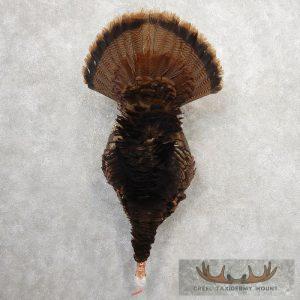 Eastern Turkey Taxidermy Bird Mount Taxidermy