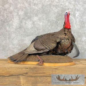Eastern Turkey Taxidermy Bird Mount Taxidermy
