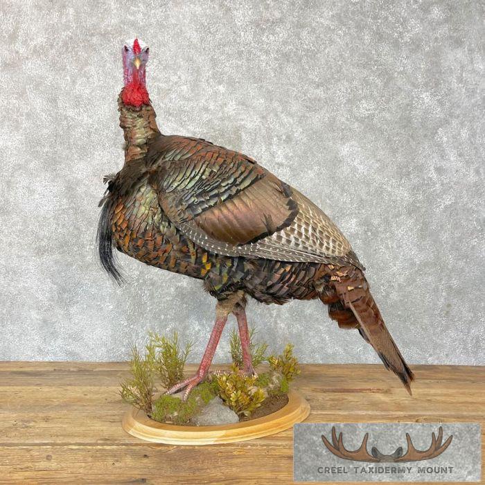 Eastern Turkey Taxidermy Bird Mount For Sale