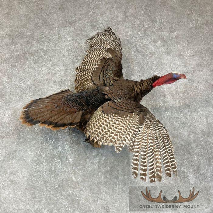 Eastern Turkey Taxidermy Bird Mount For Sale