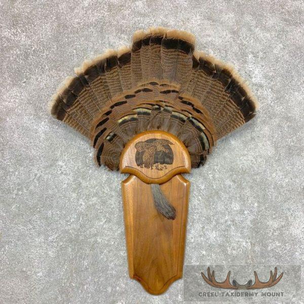 Eastern Wild Turkey Fan Taxidermy Mount For Sale