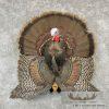 Eastern Wild Turkey Half-Life-Size Taxidermy Mount For Sale