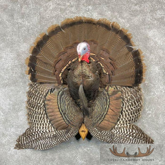Eastern Wild Turkey Half-Life-Size Taxidermy Mount For Sale