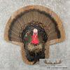 Eastern Wild Turkey Half-Life-Size Taxidermy Mount For Sale