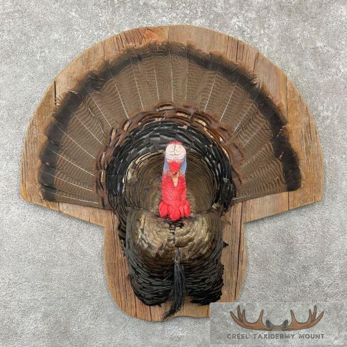 Turkey Rug Mount Eastern Wild Turkey Half-Life-Siz For Sale | Creel Taxidermy