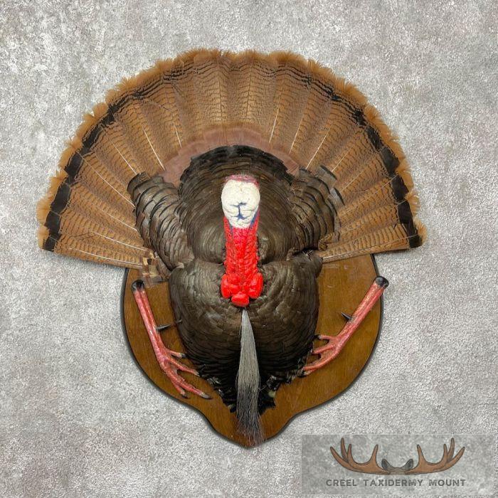Eastern Wild Turkey Half-Life-Size Taxidermy Mount For Sale