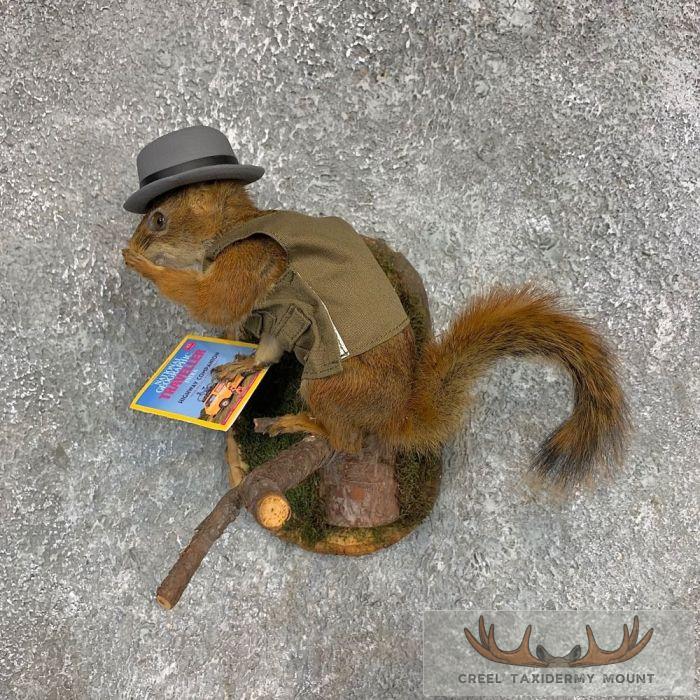 World Explorer Squirrel Novelty Taxidermy Mount For Sale