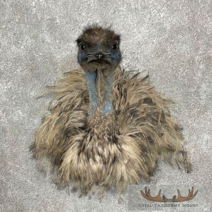 Emu Shoulder Taxidermy Mount For Sale